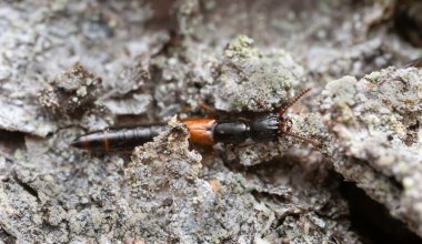 Rove Beetle, Nudobius lentus köknar kabuğunda