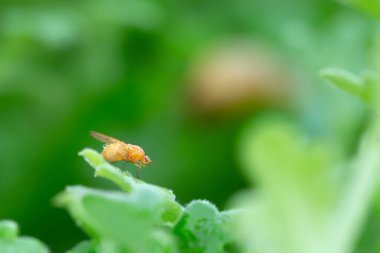 Meiosimyza sineği yaprağın üzerinde dinleniyor.