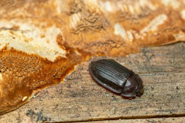 Ostoma ferruginea ve odun üzerinde çoklu gözenek.