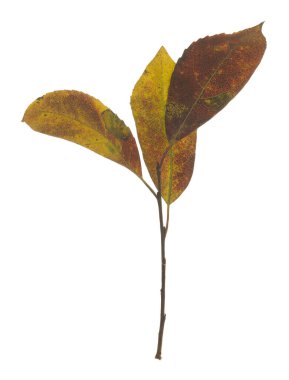 Sonbahar renklerinde salya yaprakları beyaz arkaplanda izole edilmiş
