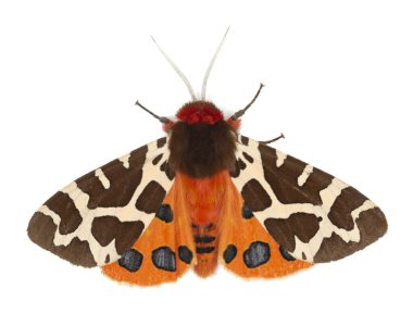 Garden tiger moth, Arcrtia caja isolated on white background clipart