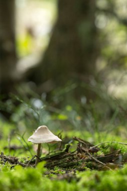 Doğal kozalaklı ortamda yetişen mantarlar, arka planda ağaç.