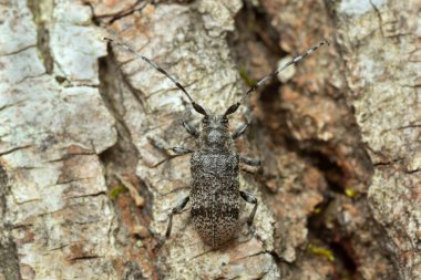 Ihlamur ağacında Oplosia Cinerea