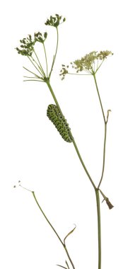 Eski Dünya kırlangıç kuşu, papilio machaon larvası beyaz arka planda izole edilmiş bitki.