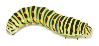 Eski dünya kırlangıç kuşu, Papilion machaon larvası beyaz arka planda izole edilmiş.