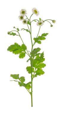 Closeup of blooming feverfew, Tanacetum parthenium isolated on white background clipart