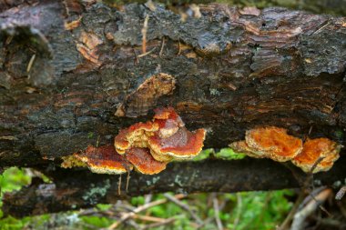 Polypore, Pycnoporellus fulgens tahtanın üzerinde büyüyor