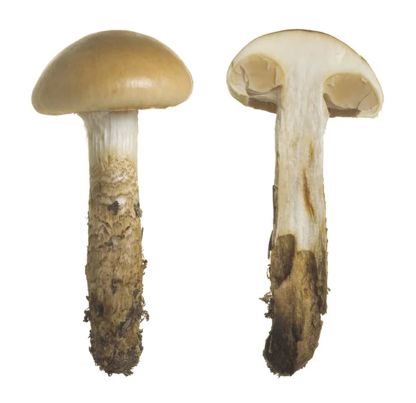 Taśma Sieciowa Cortinarius Trivialis Izolowana Białym Tle — Zdjęcie stockowe