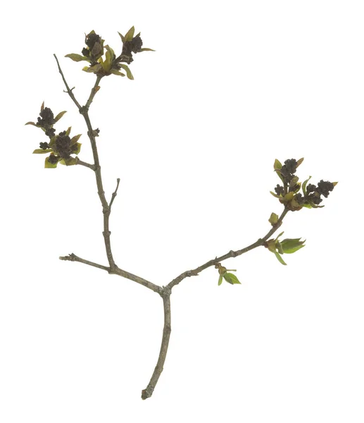 Common Lilac Syringa Vulgaris Twig Yet Bloom Isolated White Background — Stock Photo, Image