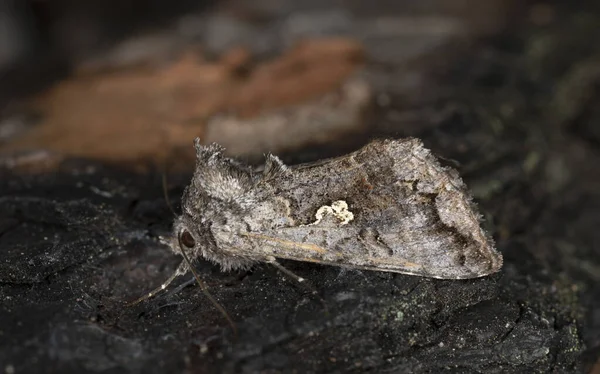 Scarce Prata Syngrapha Interrogationis Casca Pinho Queimado Foto Macro — Fotografia de Stock