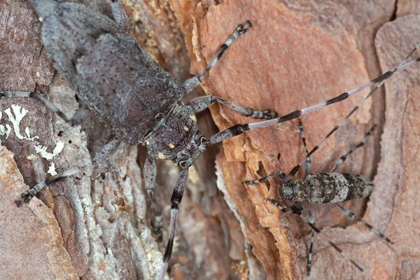 Longhorn Beetle Acanthocinus Griseus Female Acanthocinus Aedilis Pine Bark — Stock Photo, Image