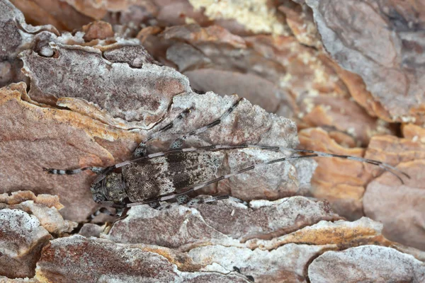 Escarabajo Cuerno Largo Acanthocinus Griseus Sobre Corteza Pino — Foto de Stock