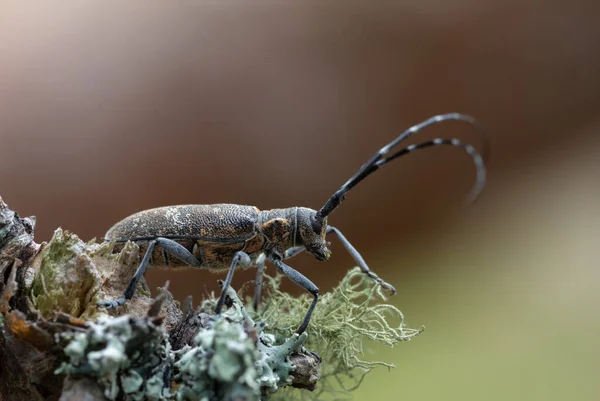 Wijnkever Monochamus Galloprovincialis Korstmos — Stockfoto