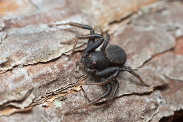 Ragno Granchio Macinato Xysticus Robustus Sulla Corteccia Pino — Foto Stock