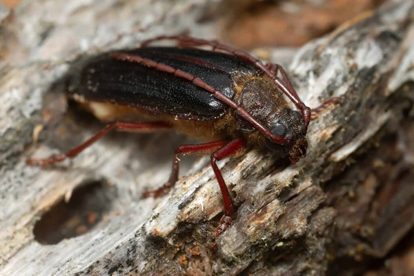 松の木を減衰させる上でのロングホーン甲虫のトラコソマ堆積物 — ストック写真