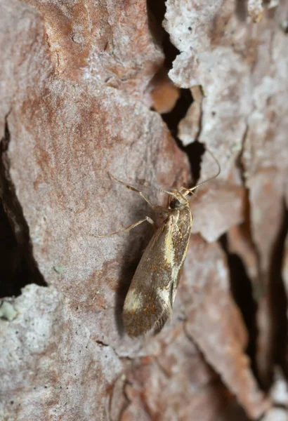 Concealer Moth Metalampra Cinnamomea Fotografado Com Alta Ampliação — Fotografia de Stock