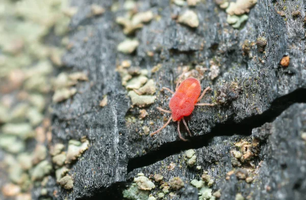 Mite Bränd Furu Fotograferad Med Hög Förstoring — Stockfoto