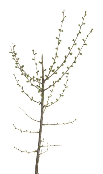 Larício Europeu Planta Larix Decidua Primavera Isolada Sobre Fundo Branco — Fotografia de Stock