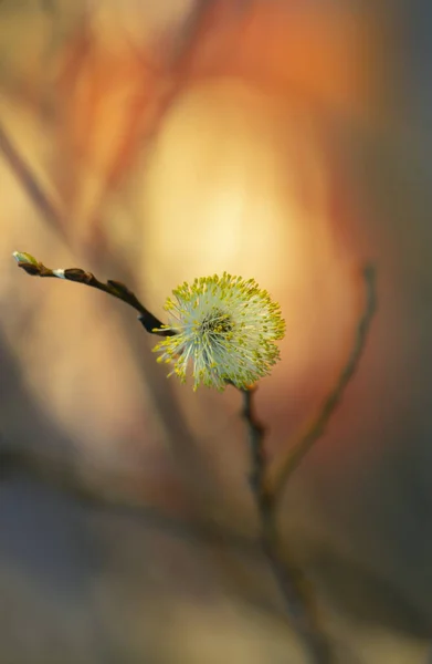 Beautiful Photo Blossoming Willow Catkin Sunrise — 图库照片