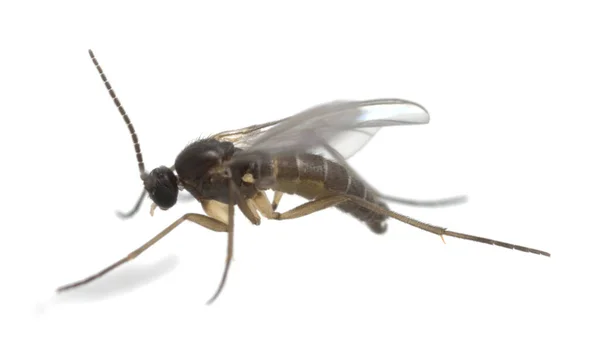 Koyu kanatlı mantar sivrisineği, beyaz arka planda izole edilmiş Sciaridae, bu böcekler sık sık evlerin içinde bulunurlar.