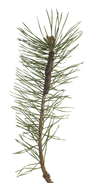 Pine Tree Lappet Dendrolimus Pini Larva Pine Twig Isolated White — Stock Photo, Image