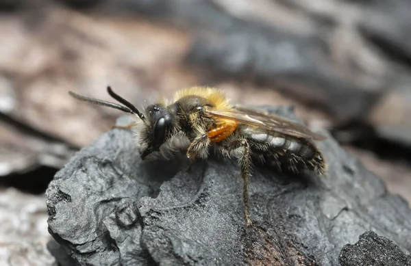 Männliche Bergbaubiene Andrena Lapponica Auf Verbrannter Kiefernrinde Mit Den Parasitären — Stockfoto
