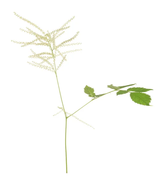 Blooming Goat Beard Aruncus Dioicus Isolated White Background Plant Attracts — Stock Photo, Image