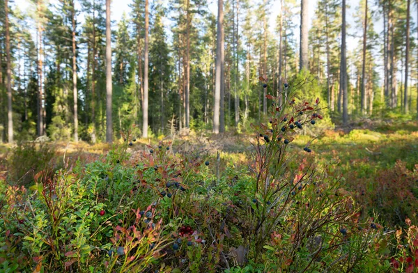 Sonbaharın Başlarında Güneşli Ormanın Önünde Olgun Yaban Mersinli Yabanmersini Filizleri — Stok fotoğraf