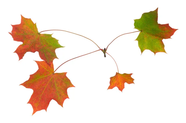 Norsko Javor Acer Platanoides Listy Podzimních Barvách Izolované Bílém Pozadí — Stock fotografie
