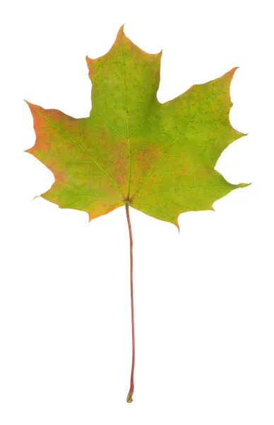 Norsko Javor Acer Platanoides List Podzimních Barvách Izolovaných Bílém Pozadí — Stock fotografie