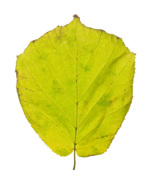 Oříšek Obecný List Corylus Avellana Podzimních Barvách Izolovaných Bílém Pozadí — Stock fotografie
