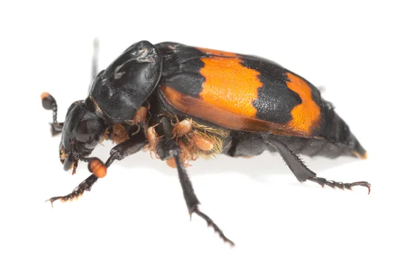 Enterrando Besouro Investigador Nicrophorus Com Parasitas Isolados Fundo Branco — Fotografia de Stock