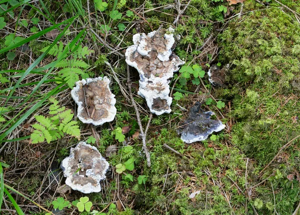 Cogumelos Hydnellum Suaveolens Que Crescem Ambiente Natural — Fotografia de Stock