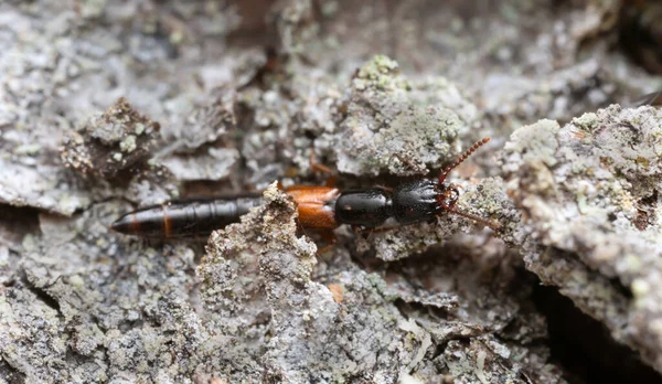 Rove Beetle Nudobius Lentus Köknar Kabuğunda — Stok fotoğraf