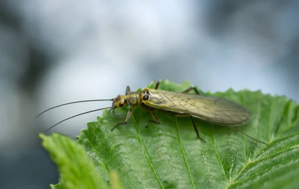 葉の上やマクロ写真の上では この昆虫はしばしばフライフィッシャーで模倣される — ストック写真