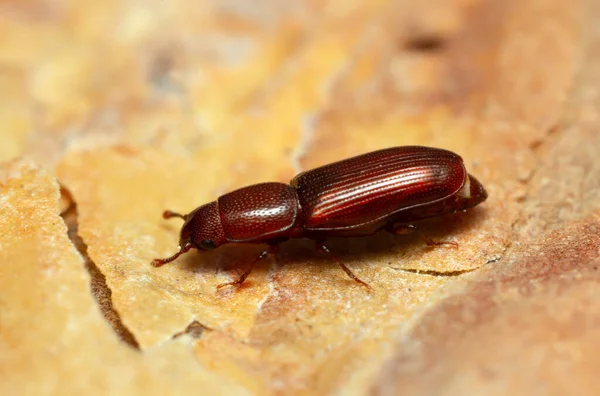 Wurzelfressender Käfer Rhizophagus Auf Rinde — Stockfoto