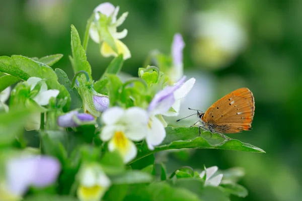 냄새나는 Viola Tricolor 곳에서 Lycaena Virgaureae — 스톡 사진