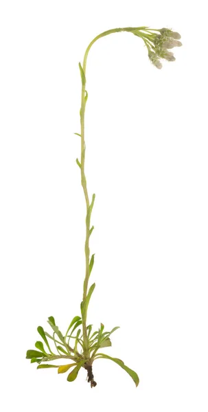 Berg Eeuwigdurend Antennaria Dioica Plant Geïsoleerd Witte Achtergrond — Stockfoto