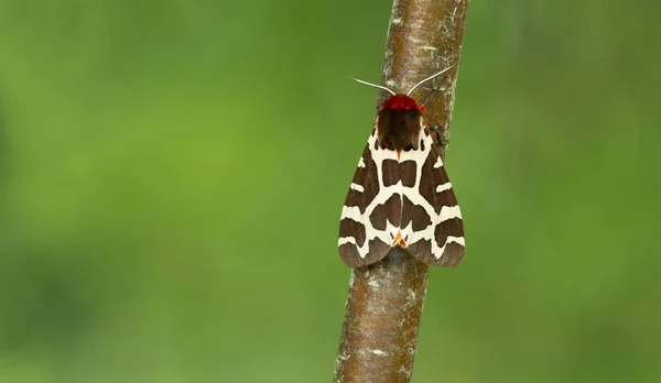 Tigermotte Arctia Caja Auf Birkenzweigen — Stockfoto