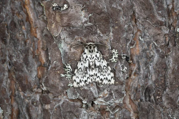 Freira Lymantria Monacha Descansando Sobre Casca Pinheiro Esta Mariposa Pode — Fotografia de Stock