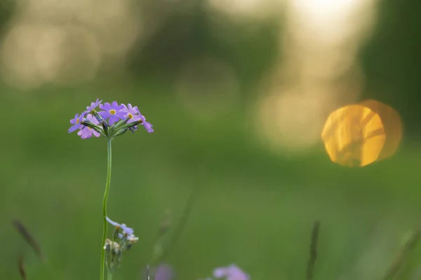 Closeup Van Een Vogel Oog Primrose Primula Farinosa — Stockfoto