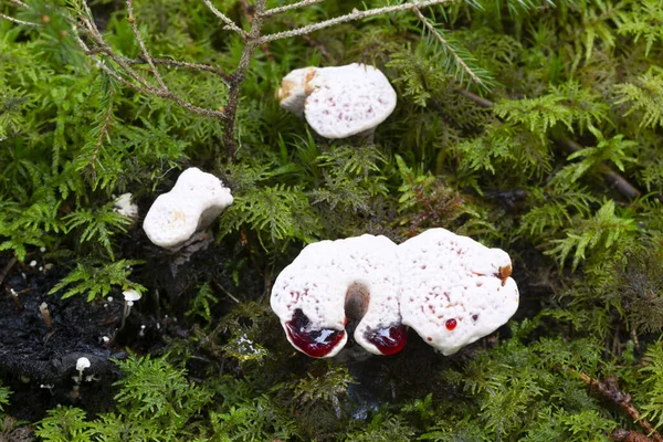 Blutender Zahnpilz Hydnellum Peckii Wächst Moos — Stockfoto