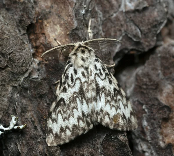 Freira Lymantria Monacha Descansando Sobre Casca Pinheiro Esta Mariposa Pode — Fotografia de Stock