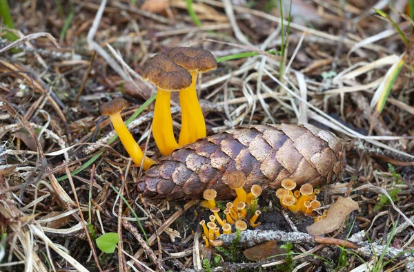 Yellowfoot Cantharellus Tubaeformis Growing Fir Cone — Stock Photo, Image