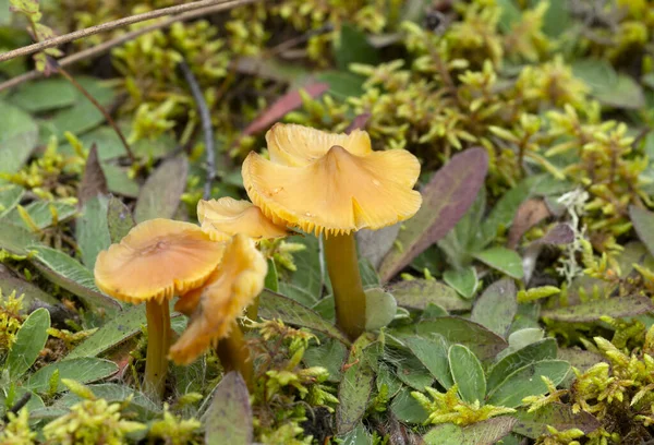 锥形蜡冠 生长在自然环境中的水仙花 — 图库照片