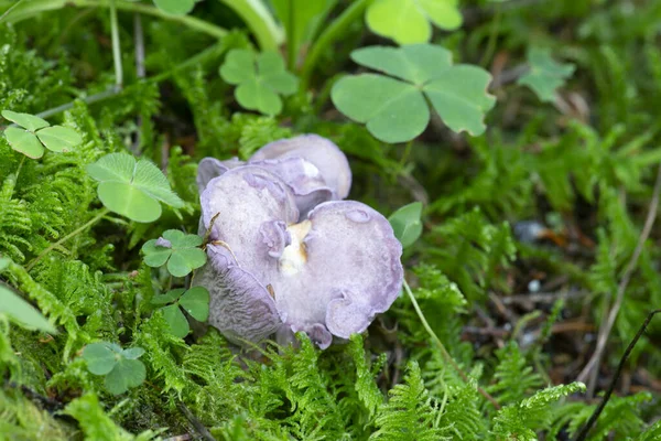 Young Violet Chanterelle Gomphus Clavatus Growing Moss — Stock Photo, Image