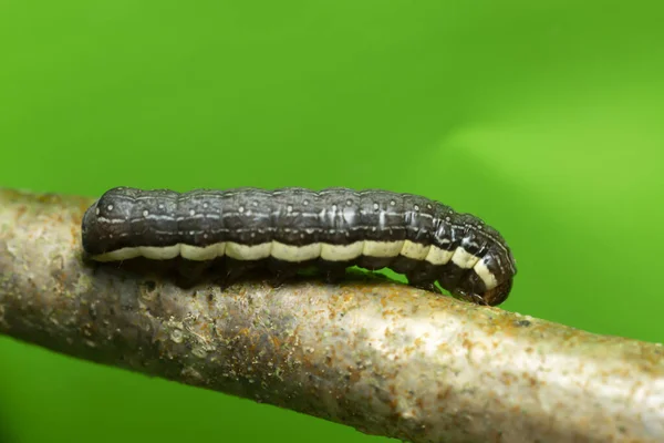 Ombro Chama Larva Ochropleura Plecta Ramo — Fotografia de Stock