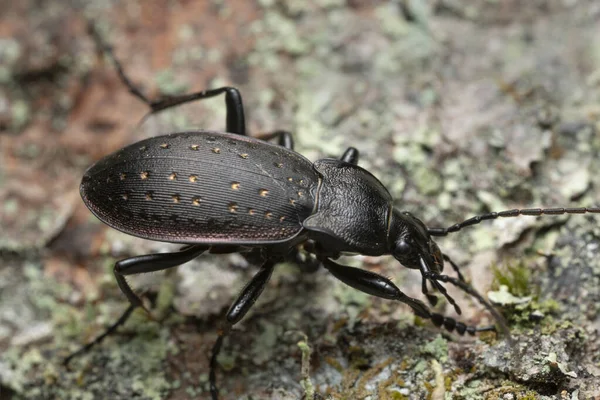 Besouro Chão Carabus Hortensis Sobre Madeira — Fotografia de Stock