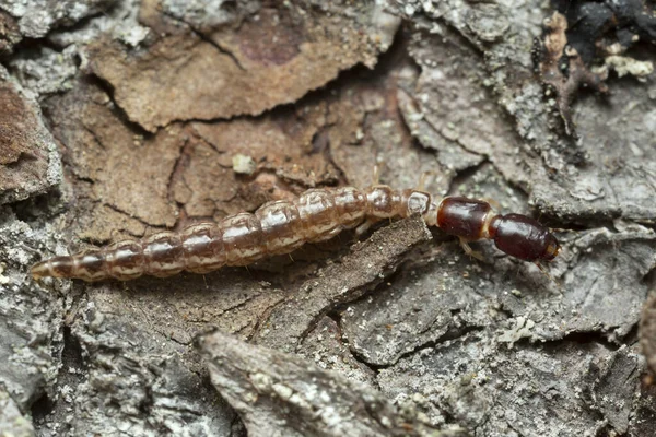 Snakefly Larva Raphidioptera Casca Pinheiro — Fotografia de Stock