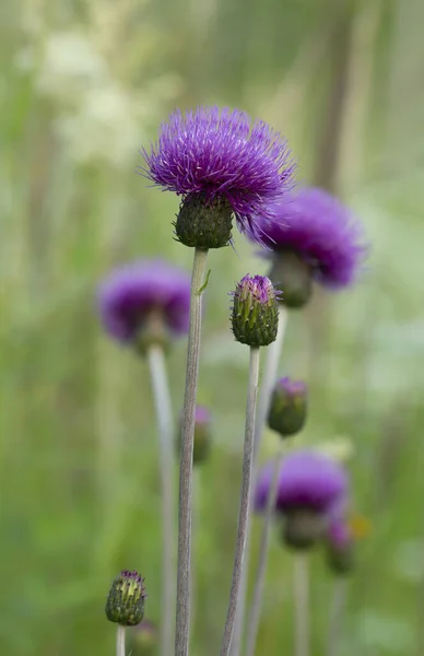 Melancholy Thistle Cirsium Helenioides Bloom — Stock Photo, Image